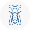 North Yorkshire Wasp Nest Removal